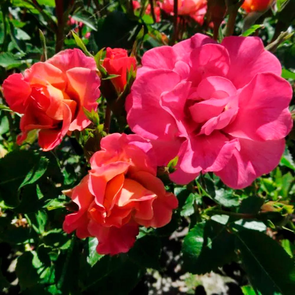 Сорт розы Catherine Rose